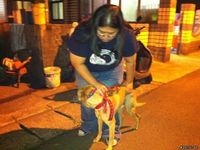一隻很需要幫助的大狗勾 A big dog needs a home.
