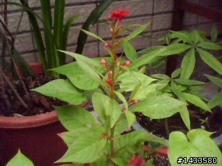 請教花草達人..這是什麼花?
