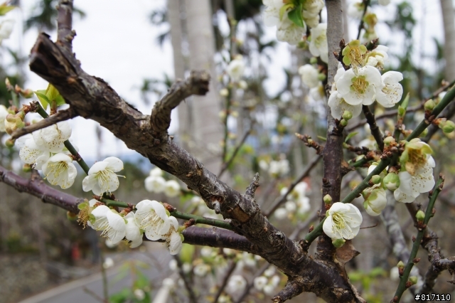 南投風櫃斗-烏松崙賞梅!
