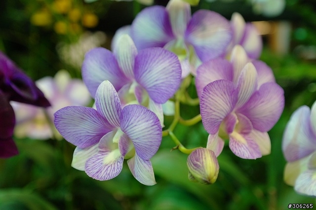 Samsung NX10 拍花博