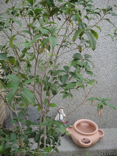 小小庭院‧大變身