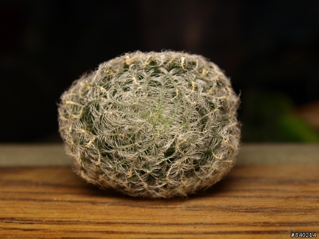 我的多肉植物（HAWORTHIA屬）