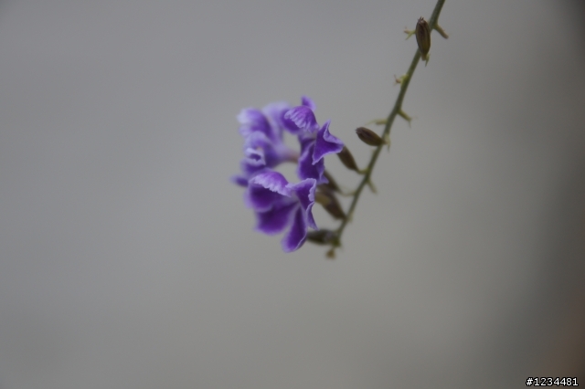 sony A580 剛入手的一些花卉照...
