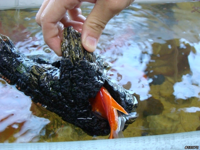 求救！！魚卡石頭