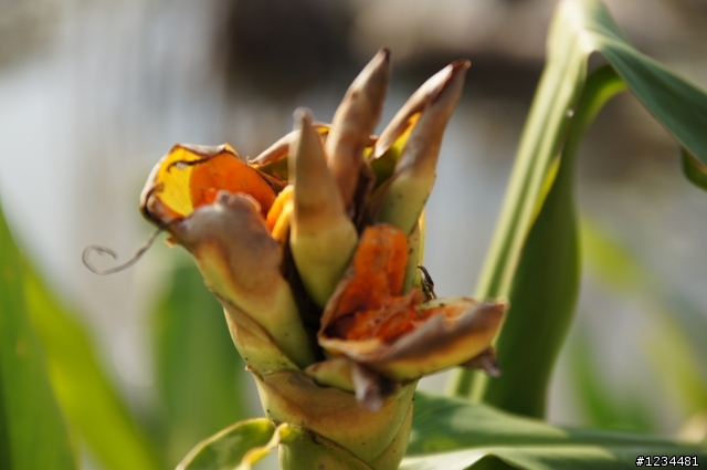 sony A580 剛入手的一些花卉照...