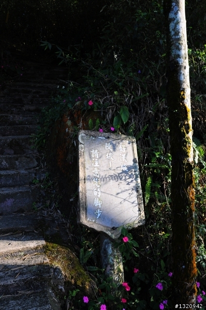 陪我減肥的D-90  雲林古坑  登山步道一遊[圖多]