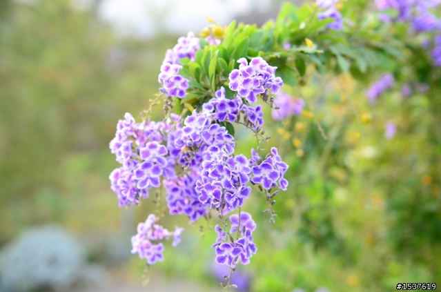 D7000 花系列
