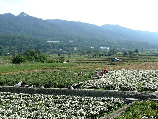 Fiesta花團錦簇的溫泉旅遊