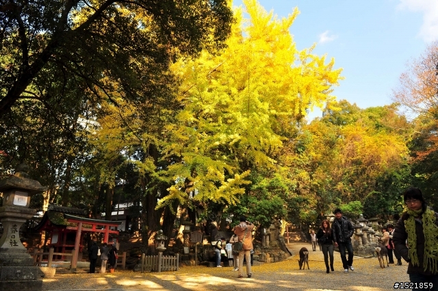（分享） 京都＋大阪＋神戶＋奈良之賞楓旅 ~{圖多}~ D90 + 17-55mm F2.8