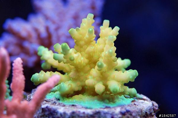 關於NEX-5/NEX-3或者GF1/GF2 或者 LX5 用在水族珊瑚上的拍攝
