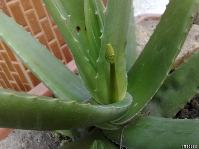 蘆薈長穗??