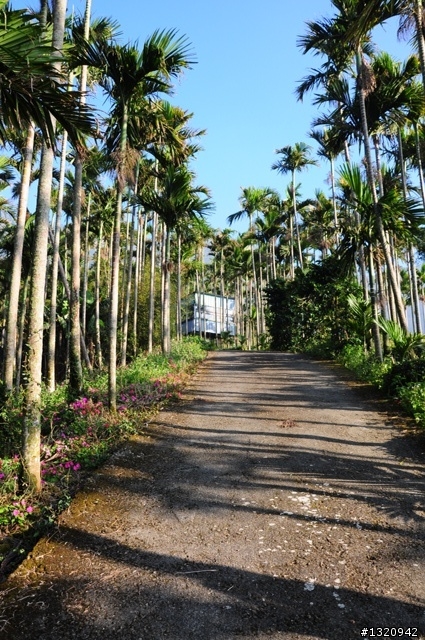 陪我減肥的D-90  雲林古坑  登山步道一遊[圖多]