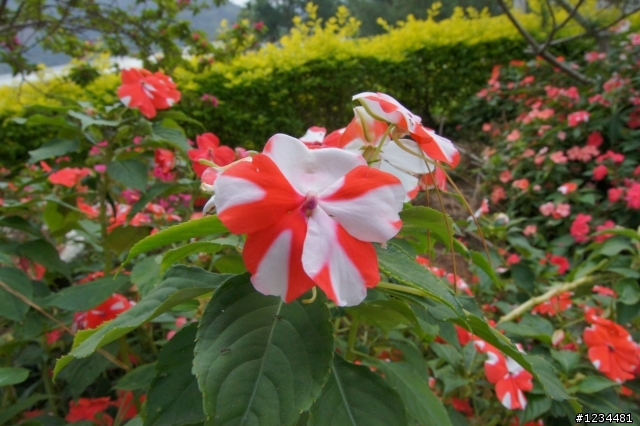sony A580 剛入手的一些花卉照...
