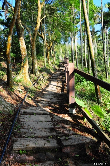陪我減肥的D-90  雲林古坑  登山步道一遊[圖多]