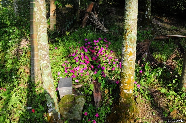陪我減肥的D-90  雲林古坑  登山步道一遊[圖多]