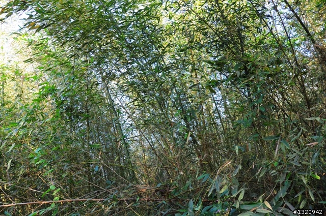 陪我減肥的D-90  雲林古坑  登山步道一遊[圖多]