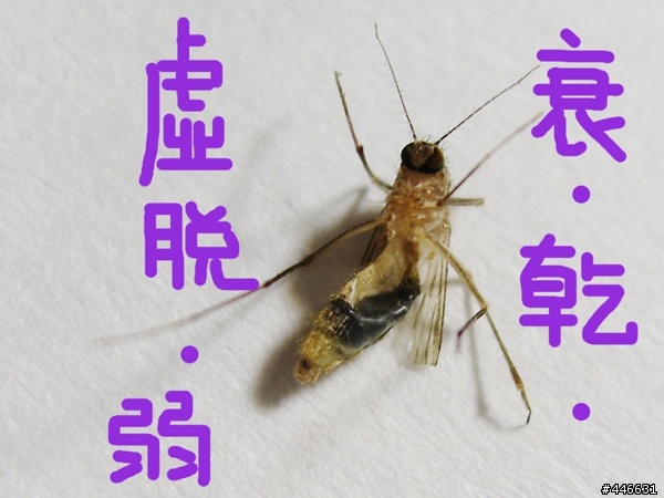 [ 虐殺文 ]要~要~要爆了~~!!住手!!~會壞掉!!XD(有噁心照，慎入)