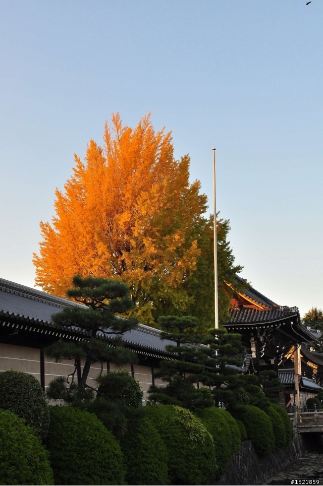 （分享） 京都＋大阪＋神戶＋奈良之賞楓旅 ~{圖多}~ D90 + 17-55mm F2.8