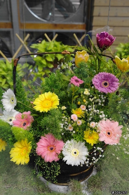 Samsung NX10 拍花博