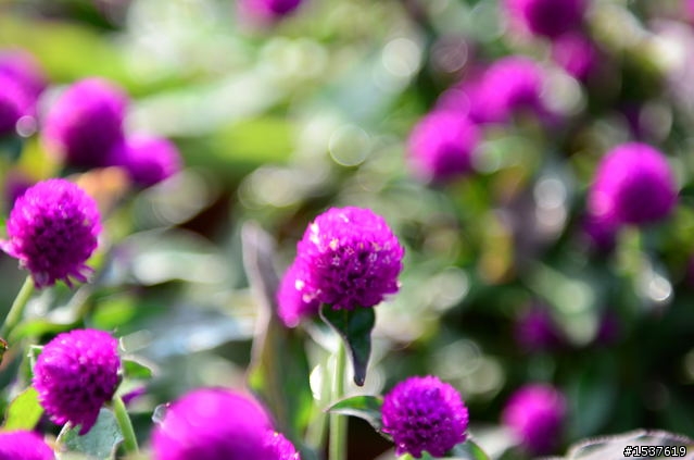 D7000 花系列