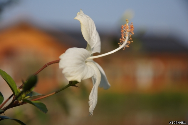 sony A580 剛入手的一些花卉照...