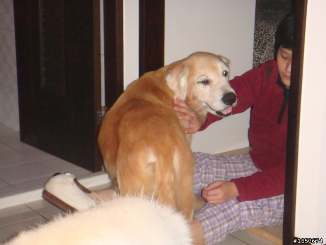 黃金獵犬