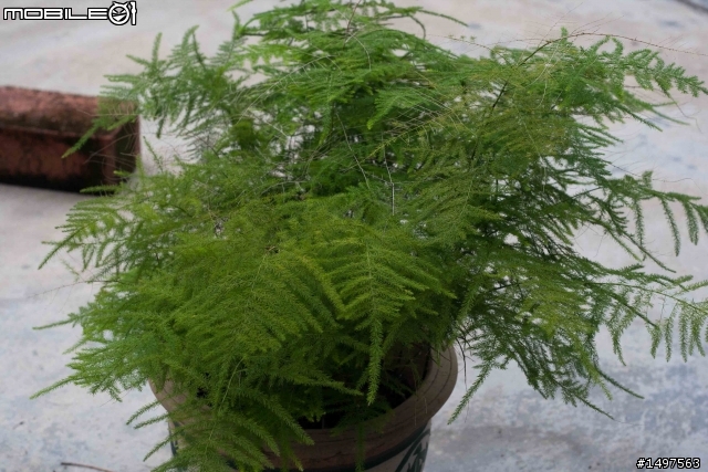 請教此植物的名稱及栽種方法［文竹，已解決］
