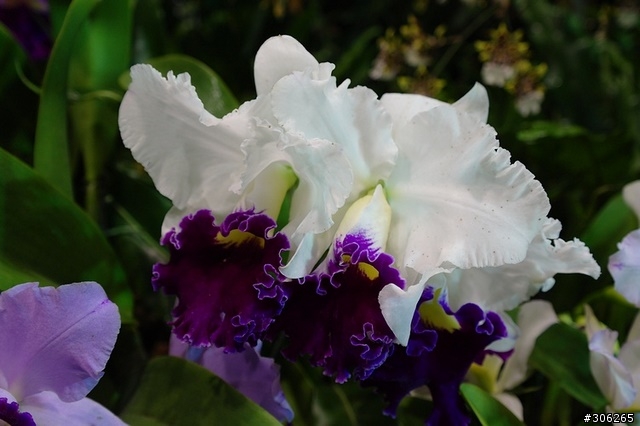 Samsung NX10 拍花博