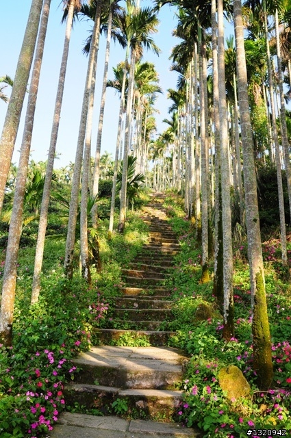 陪我減肥的D-90  雲林古坑  登山步道一遊[圖多]