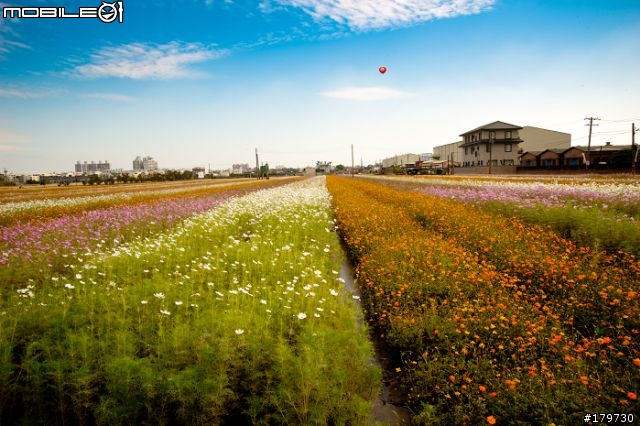 2010年高雄橋頭鄉  花田喜事 (花海)煩請炮評........