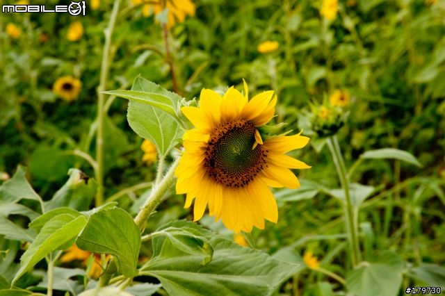 2010年高雄橋頭鄉  花田喜事 (花海)煩請炮評........