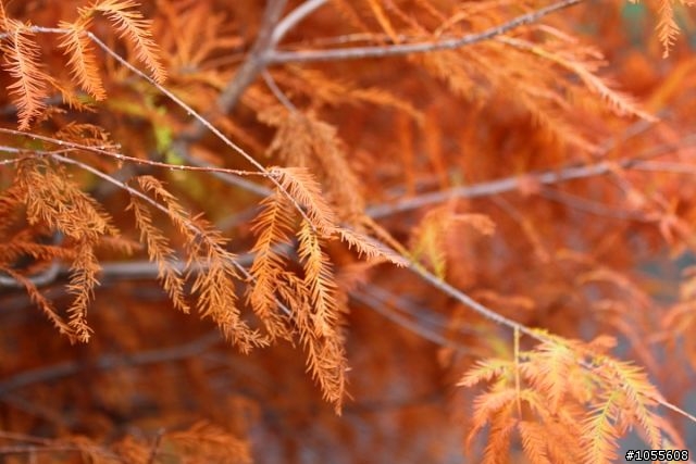 今天高美溼地好美