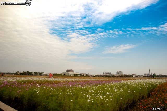 2010年高雄橋頭鄉  花田喜事 (花海)煩請炮評........