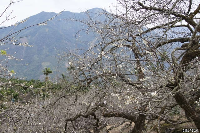 南投風櫃斗-烏松崙賞梅!