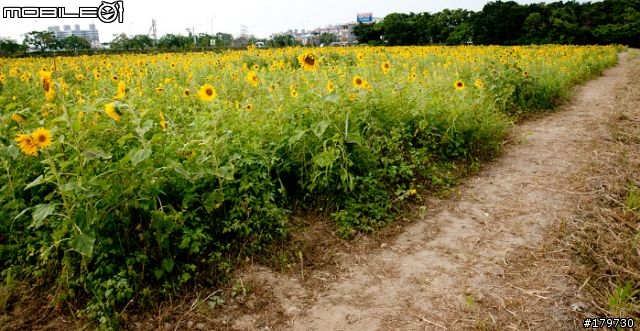 2010年高雄橋頭鄉  花田喜事 (花海)煩請炮評........