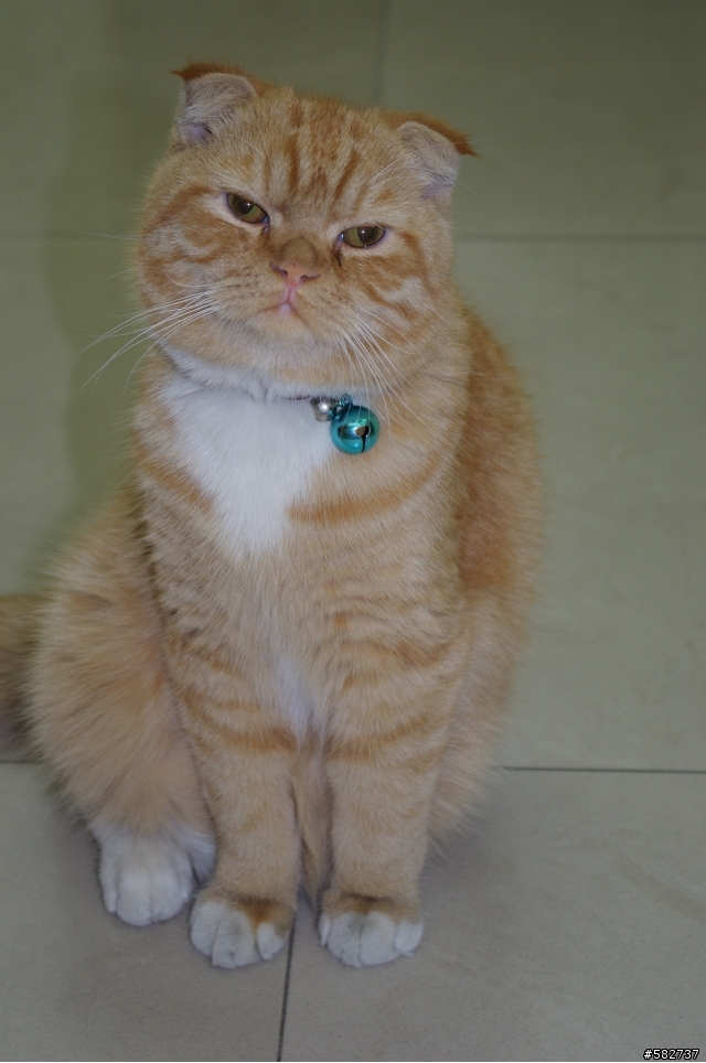 謝謝各位大大 貓咪"阿財"已經跑回來囉~"~  謝謝各位大大關心