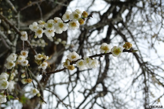 南投風櫃斗-烏松崙賞梅!