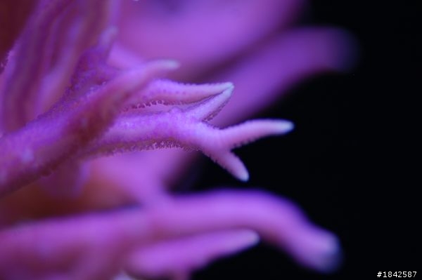 關於NEX-5/NEX-3或者GF1/GF2 或者 LX5 用在水族珊瑚上的拍攝