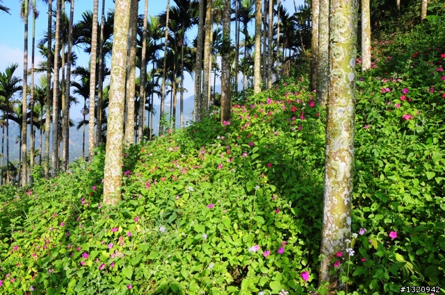 陪我減肥的D-90  雲林古坑  登山步道一遊[圖多]
