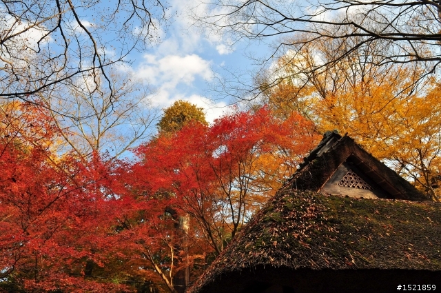 （分享） 京都＋大阪＋神戶＋奈良之賞楓旅 ~{圖多}~ D90 + 17-55mm F2.8