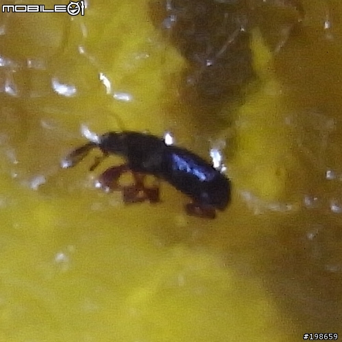 滿漢大餐一堆蟲更新進度20101202