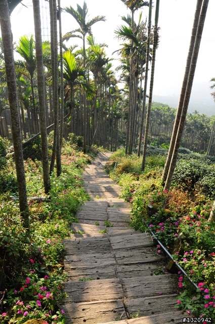 陪我減肥的D-90  雲林古坑  登山步道一遊[圖多]
