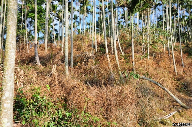 陪我減肥的D-90  雲林古坑  登山步道一遊[圖多]
