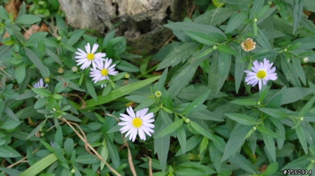 資訊展敗了 nx100了 路上試拍…開心~