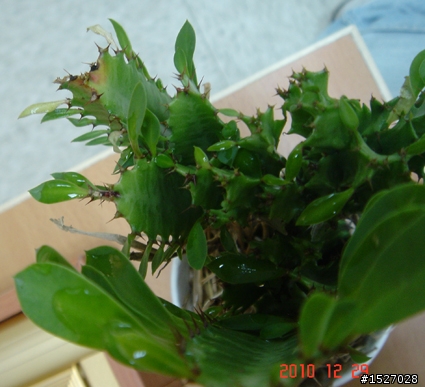 仙人掌 名稱請教