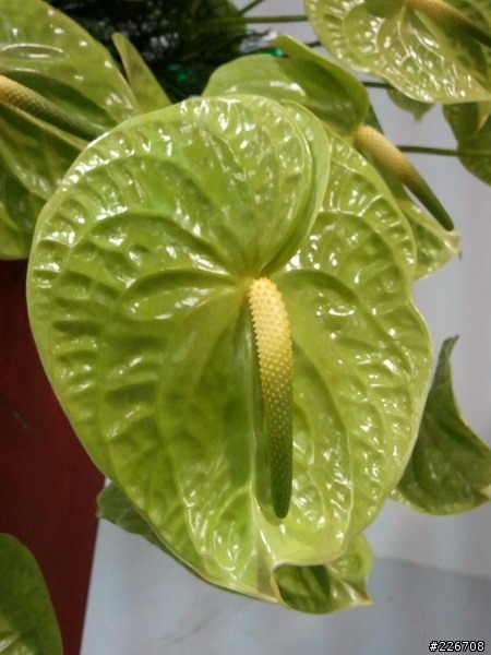 逛花博既然帶了S8500就是要小拍幾張!!!