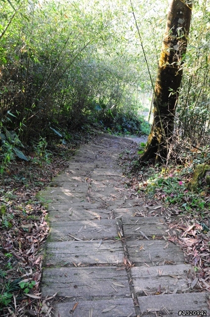陪我減肥的D-90  雲林古坑  登山步道一遊[圖多]