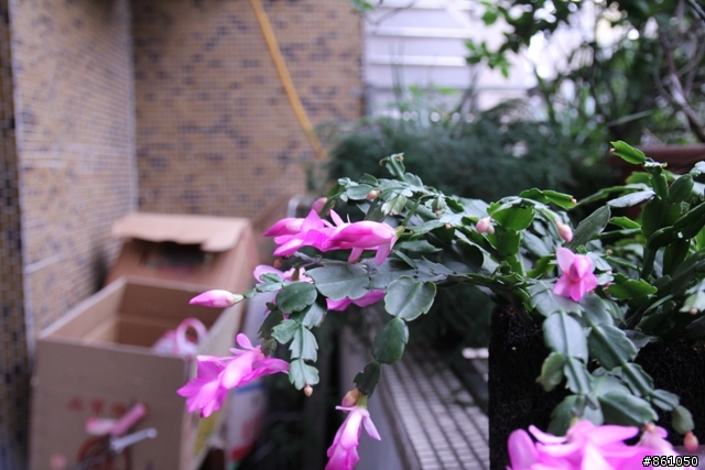 Canon60D + Sigma 17-50鏡頭