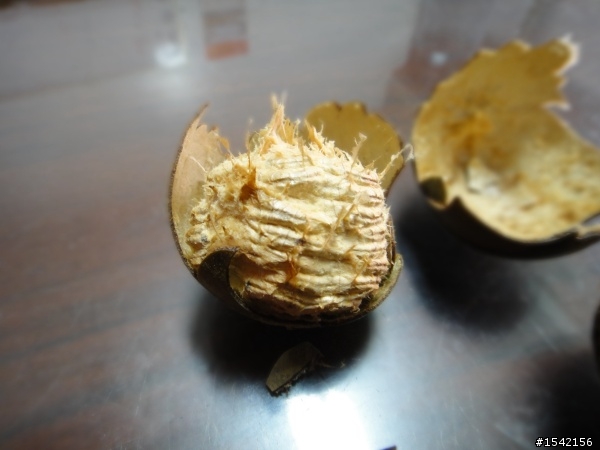 請懂羅漢果或開中藥店的朋友進來。