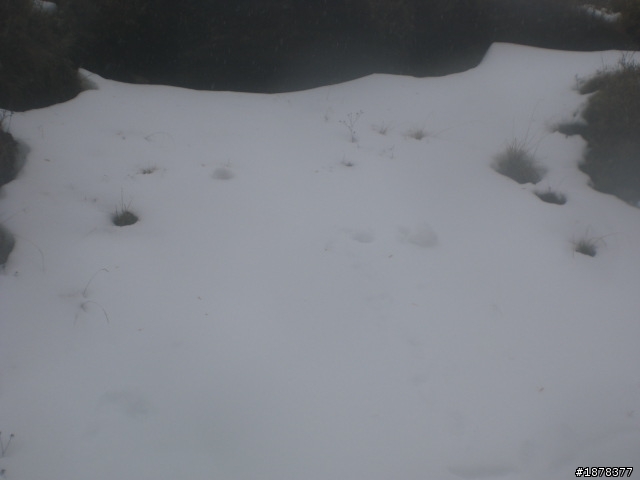 1/21 終於衝上去合歡山 武嶺了   都是雪